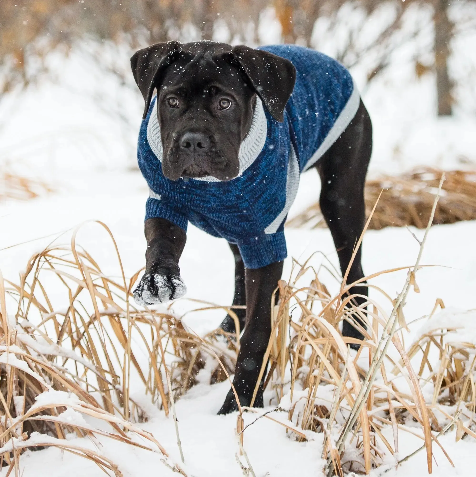 Trekking Dog Sweater | Blue
